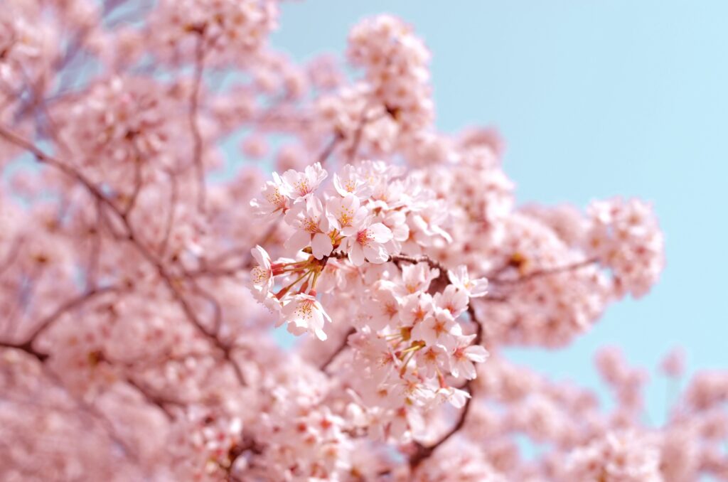 pink cherry blossom flowers