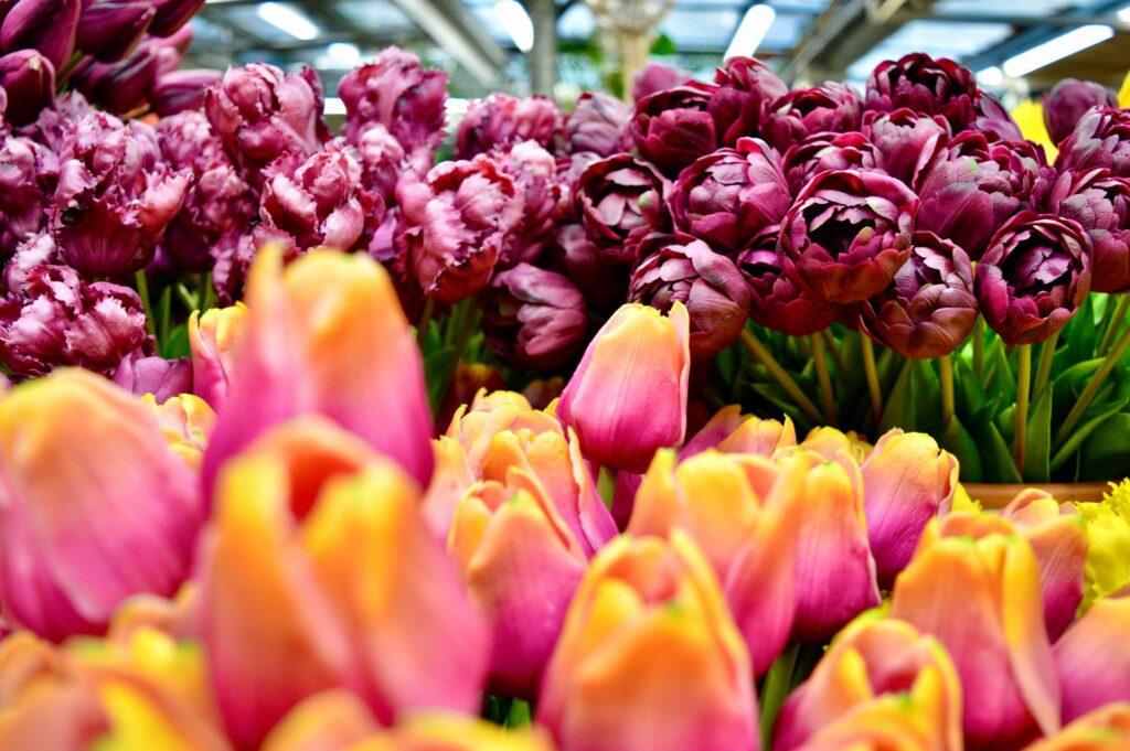 colourful tulips