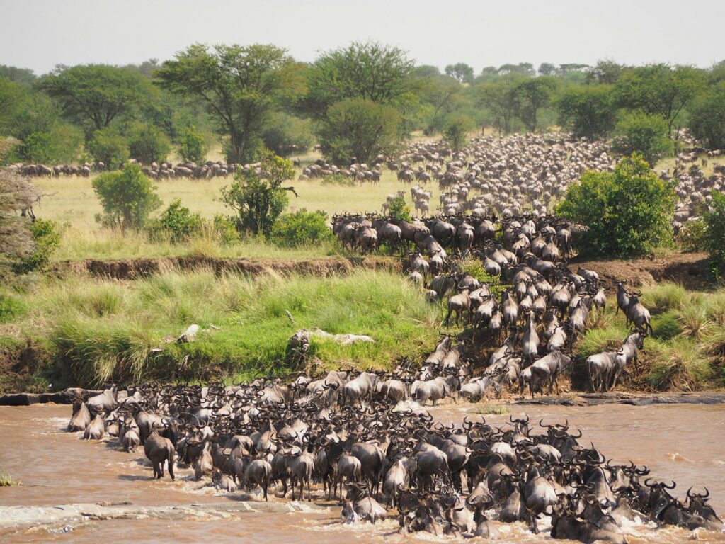 Wildebeest migration in Serengeti, Tanzania awesome for your solo travel calendar