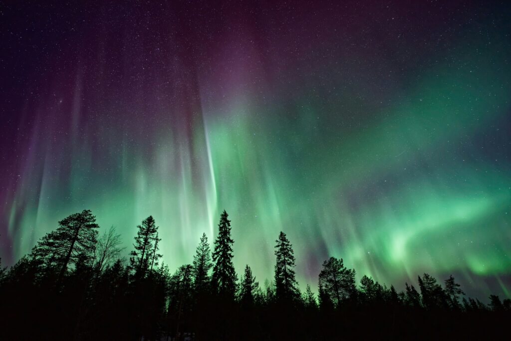 Northern lights over pine tree silhouettes must see in your solo travel calendar