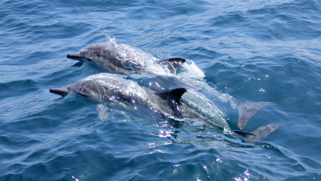 Two dolphins swimming side by side in Madeira, Portugal