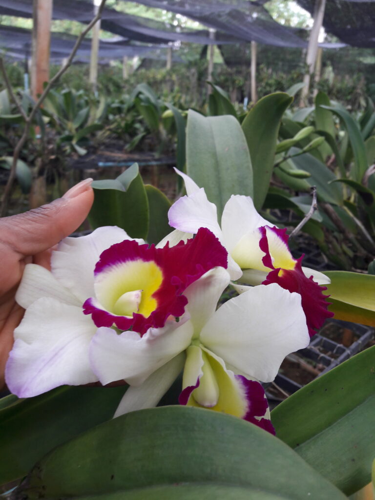 Picture of two orchids