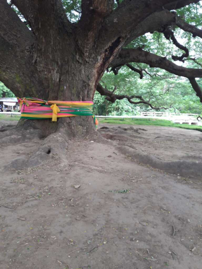 pictures of the Giant rain tree in Kanchanaburi, Thailand