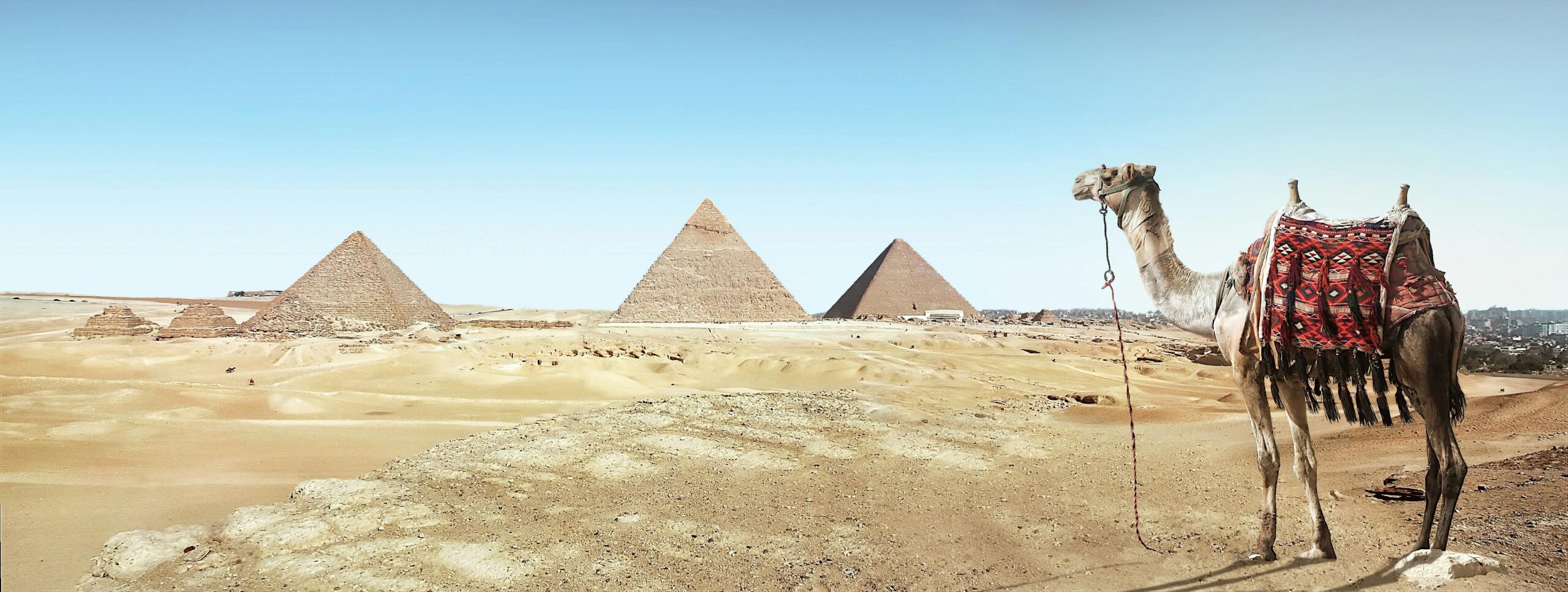 View of pyramids in distance with camel in fore ground